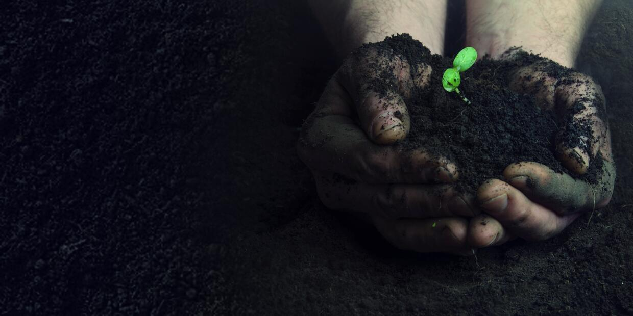 Lush green agricultural field at sunrise