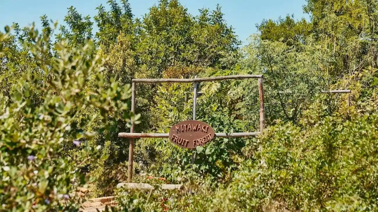 A Forest of Hope - Happiness Project